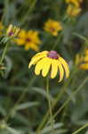 Blackeyed Susan